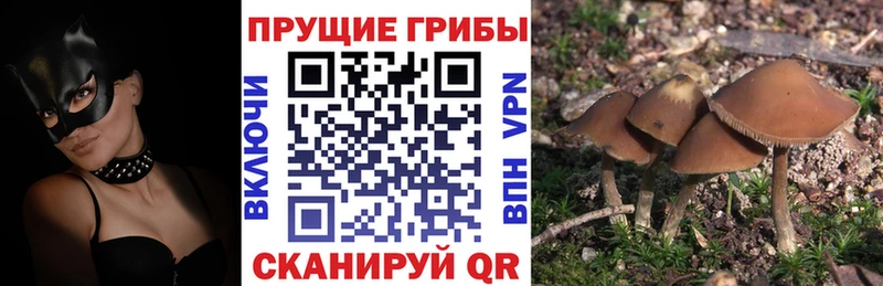 Галлюциногенные грибы Cubensis  Абинск 